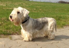 cesky terrier, bohemian terrier, dog