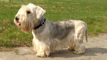 cesky terrier, bohemian terrier, dog