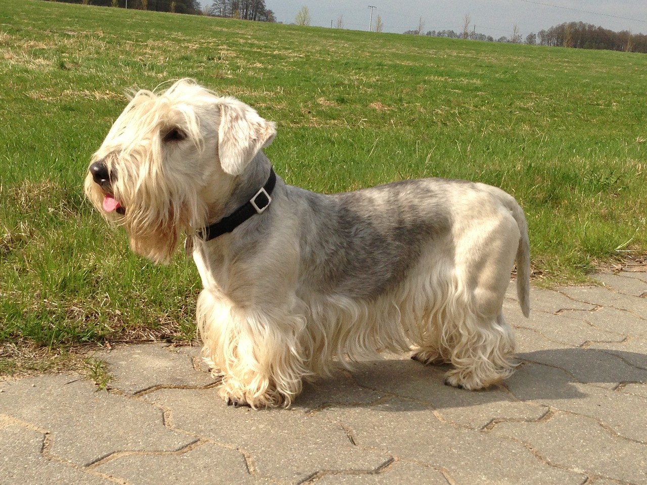cesky terrier, bohemian terrier, dog