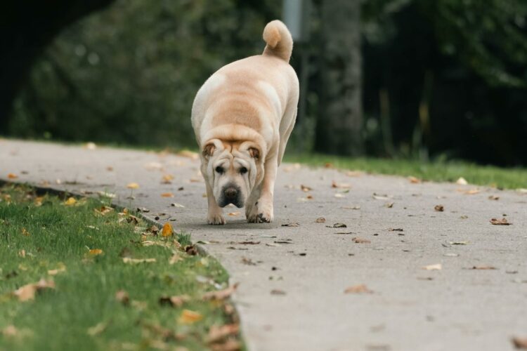 Shar-Peï