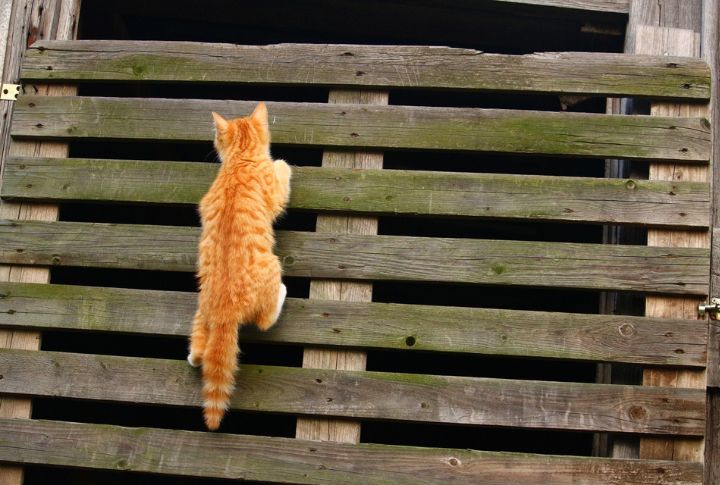 15 Simple Solutions For Your Cat Climbing Conundrum