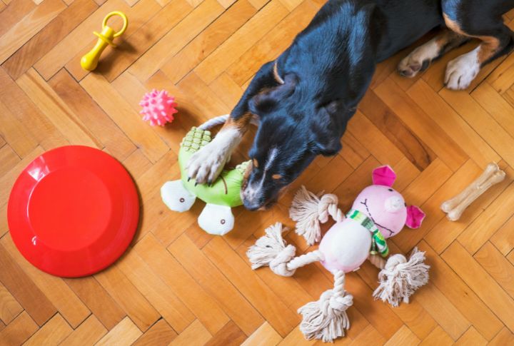 15 Unusual Dog Toys