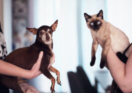 Photo of People Holding Siamese Cat and Chihuahua