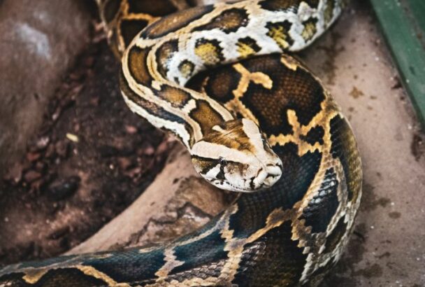 The 15 Largest Snakes in the World - Housely