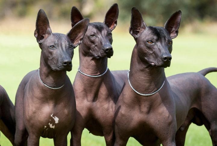 20 Rare Dog Breeds of the World