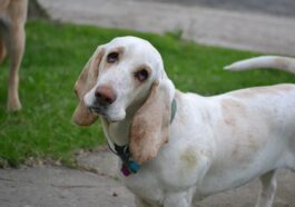 dog, basset hound, hound