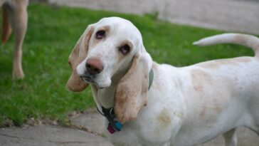 dog, basset hound, hound