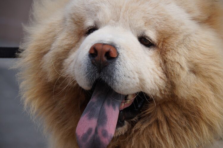 dog, blue tongue, tongue
