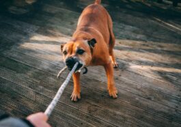 Brown Dog Biting A Rope