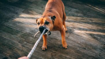 Brown Dog Biting A Rope