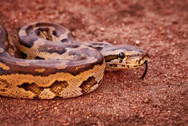 The 15 Largest Snakes in the World - Housely