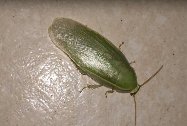 15 Facts You Possibly Don’t Know about Cockroaches - Housely