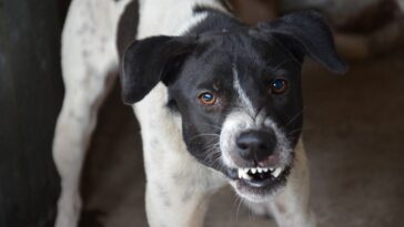 dog, free background, angry