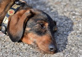dachshund, wire-haired dachshund, pet