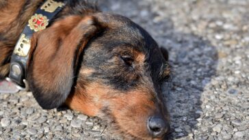 dachshund, wire-haired dachshund, pet