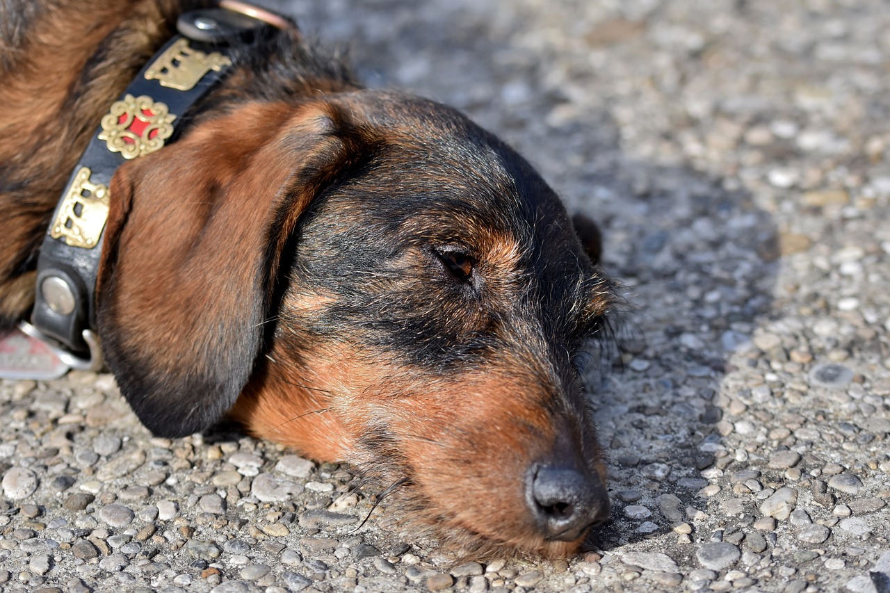 dachshund, wire-haired dachshund, pet