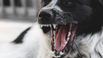 dog, angry, teeth