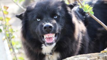 dog, animal, aggressive