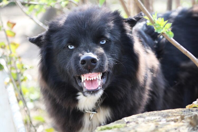 dog, animal, aggressive
