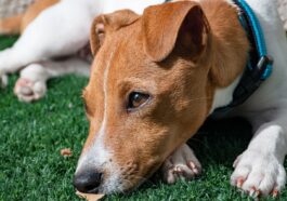jack russell terrier, puppy, dog