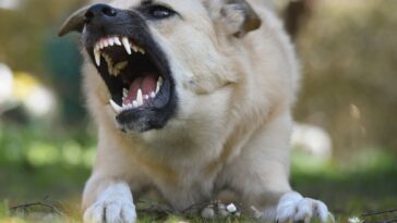 Angry Dog in Close-Up Photography