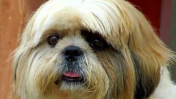 white and brown long coated dog