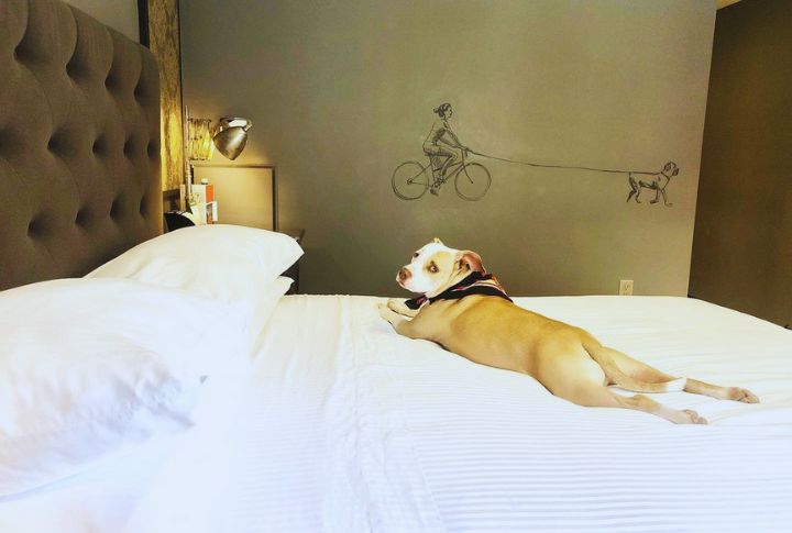 The Most Luxurious Dog-Friendly Hotels Across America