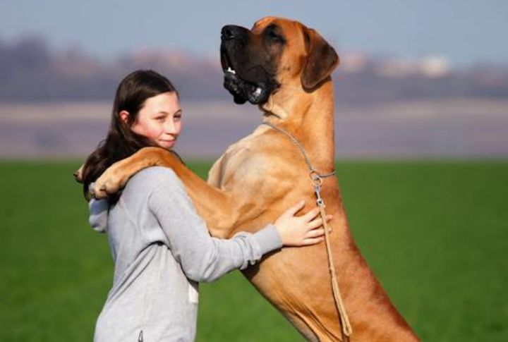 15 Dog Breeds to Take on Weekend Adventures