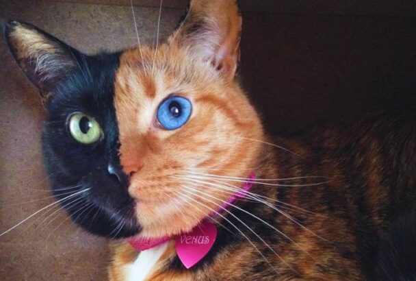 The Rarest Cat Colors and Patterns - Housely