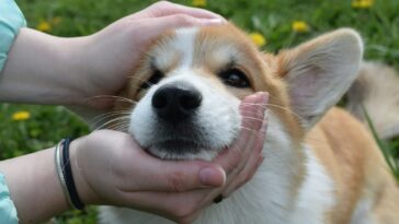 person holding white and brown short coated dog