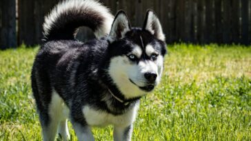 black and white siberian husky on green grass field during daytime