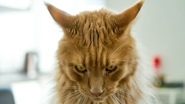 a close up of a cat with very long hair