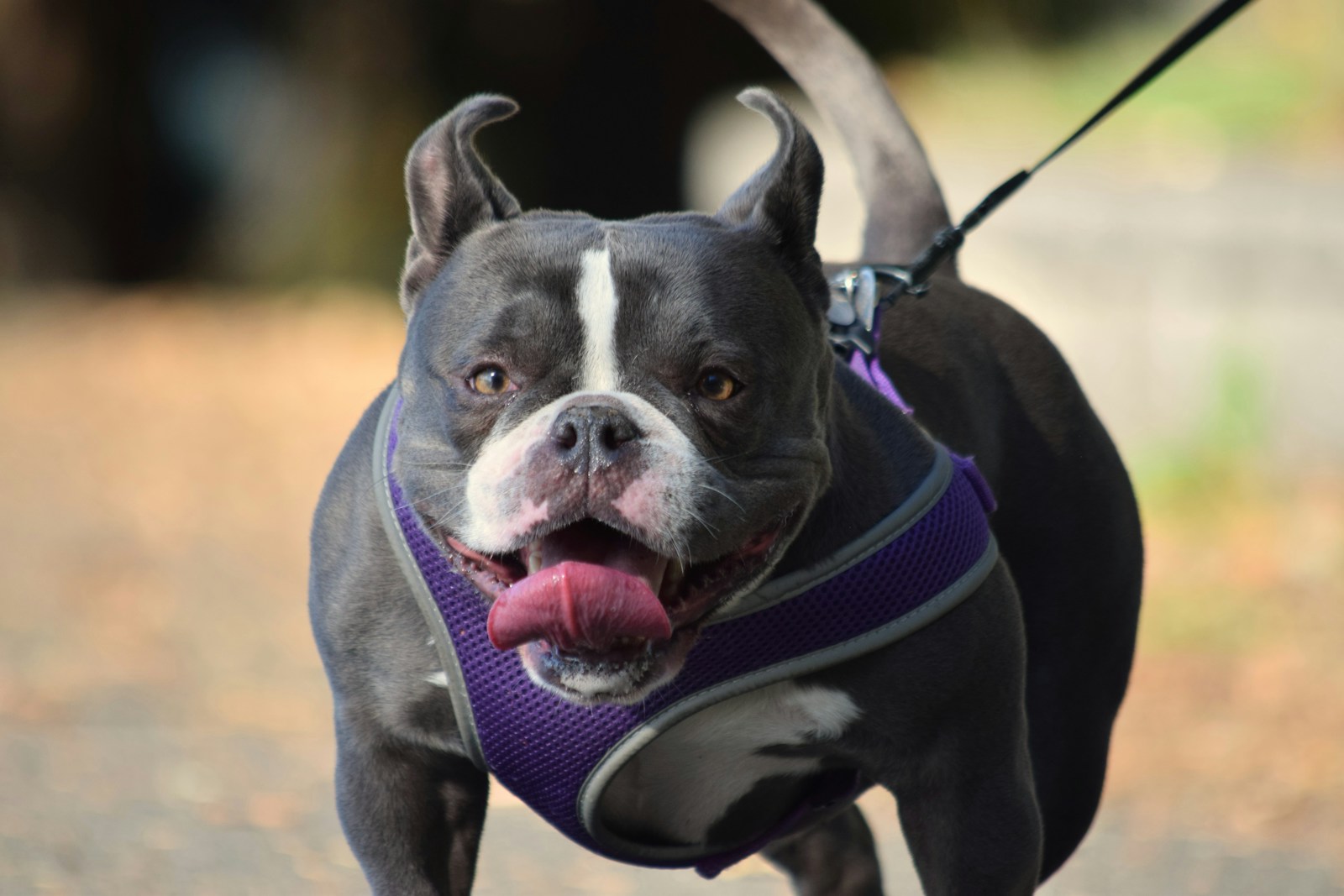 a black and white dog wearing a purple harness