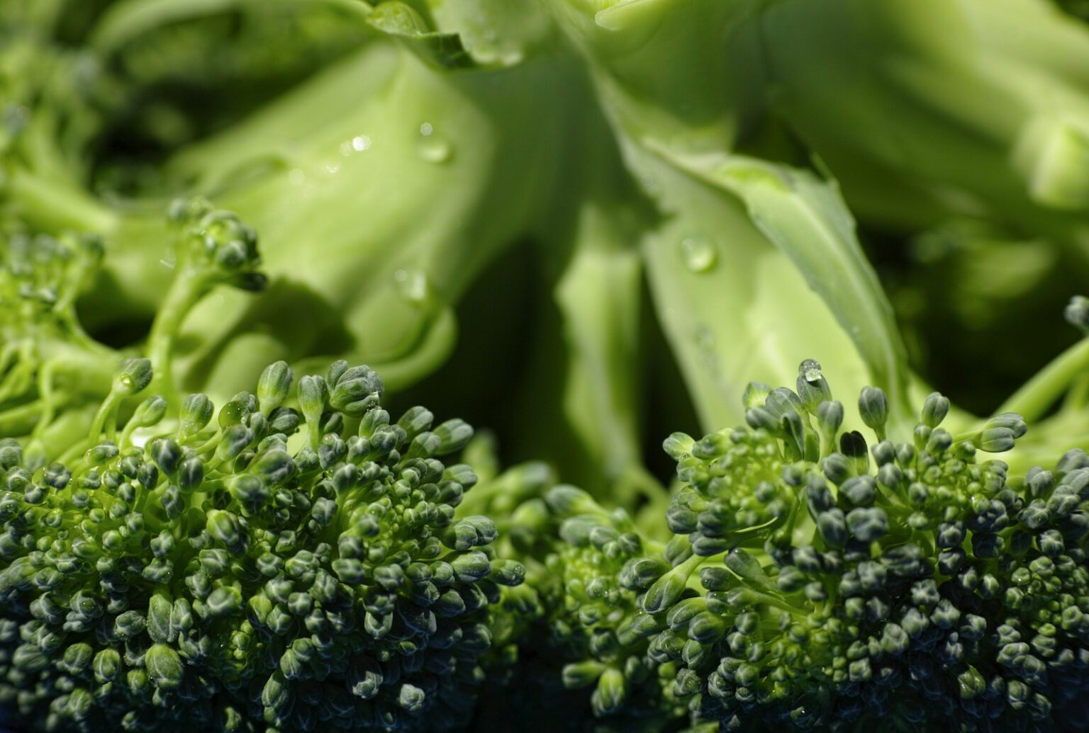 Eating Broccolo 15 Benefits Of Eating Broccoli - Housely