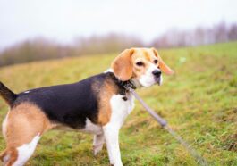 tricolor beagle on green grass during daytime
