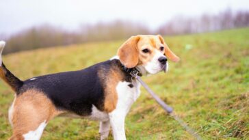 tricolor beagle on green grass during daytime