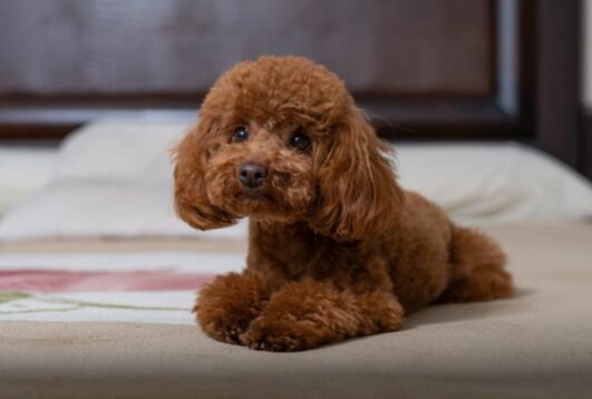 View of 15 Dog Breeds That Don't Shed As Much - Housely