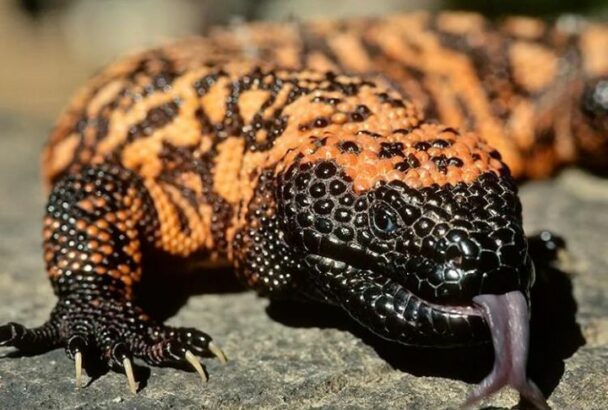 15 Amazing Animals You Can Only Find in North America - Housely