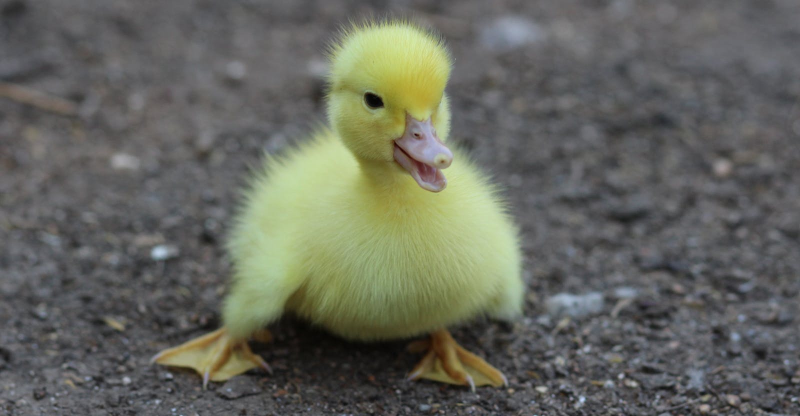 Yellow Duckling on Gray Dirt