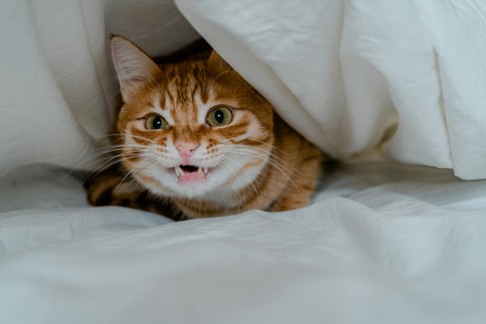 Fluffy Cat under Duvet in Bed