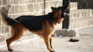german shepherd, dog, barking