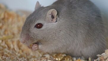 gerbil, rennratte, mouse