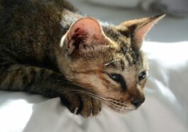 a close up of a cat laying on a bed
