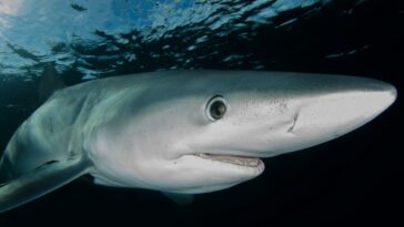 white Shark Swimming Under Water