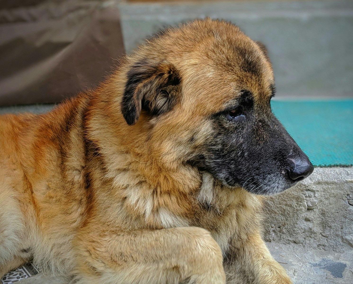 long-coated tan and black dog