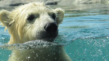 polar bear, vicks, nature