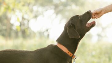 Crop unrecognizable owner giving treat to pedigreed brown Labrador in lush sunny nature