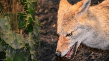 coyote, mammal, animal