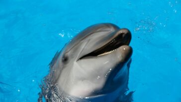 dolphin on water during daytime