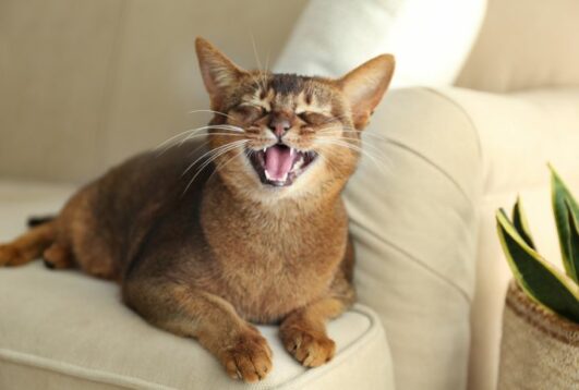 Everything You Need to Know About Tooth Resorption in Cats - Housely